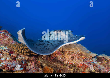 Oceano Indiano, Maldive. 24 Mar, 2018. Round ribbontail ray, Taeniura meyeni giace sulla barriera corallina Credito: Andrey Nekrasov/ZUMA filo/Alamy Live News Foto Stock