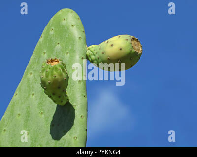 Picky pear cactus con frutti contro il cielo blu con uno sfondo con spazio di copia Foto Stock