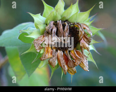 Close up appassiti essiccati testa di girasole Foto Stock