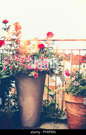 Autunno balcone giardino. Vari vasi di fiori sulla terrazza soleggiata. Il giardinaggio urbano Foto Stock