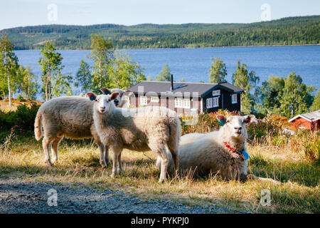 Norwegian rurale scena con intervallo libero pecore in primo piano, tipica casa in legno Hytte e il lago sullo sfondo, Oppland, Norvegia Foto Stock