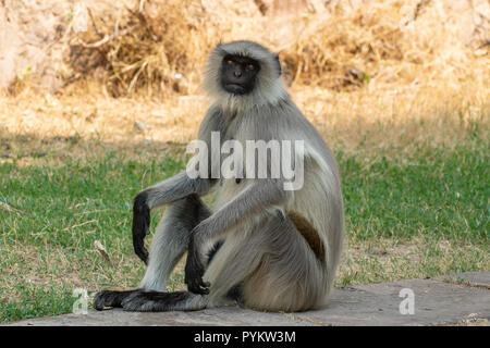 Grigio scimmia Langur, Presbytis entellus in Jodhpur, Rajasthan, India Foto Stock