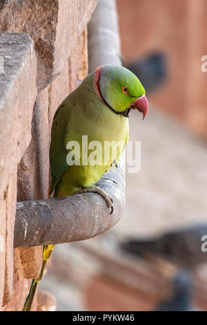 Indian Ringneck parrocchetto, Psittacula krameri in Jodhpur, Rajasthan, India Foto Stock