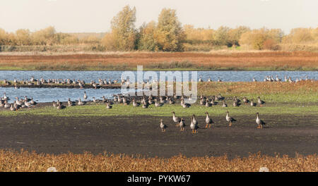 Sacco di oche al Kropwoldsebuitenpolder vicino al Foxholstermeren Foto Stock