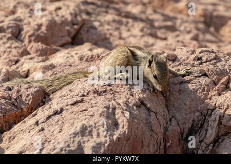 Indian Palm scoiattolo, Funambulus palmarum in Jodhpur, Rajasthan, India Foto Stock