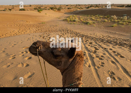 Cammello nel deserto di Sam, vicino a Jaisalmer, Rajasthan, India Foto Stock