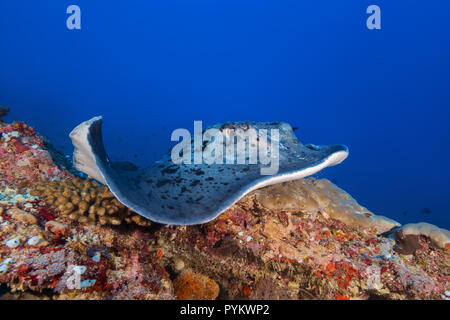 Round ribbontail ray, Taeniura meyeni giace sulla barriera corallina Foto Stock