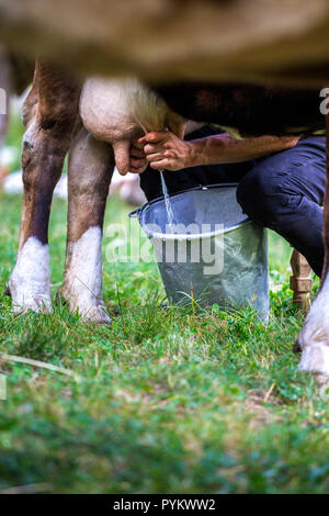 La mungitura di una mucca in pascolo di montagna. La Val di Mello(Mello Valley), Valmasino, Valtellina, Lombardia, Italia, Europa. Foto Stock