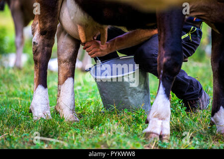 La mungitura di una mucca in pascolo di montagna. La Val di Mello(Mello Valley), Valmasino, Valtellina, Lombardia, Italia, Europa. Foto Stock