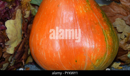 Autumn harvest in varie composizioni. Arancione zucca e foglie di autunno. Foto Stock