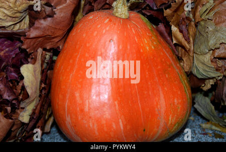 Autumn harvest in varie composizioni. Arancione zucca e foglie di autunno. Foto Stock