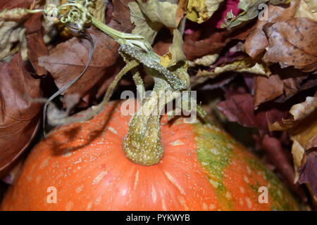 Autumn harvest in varie composizioni. Arancione zucca e foglie di autunno. Foto Stock