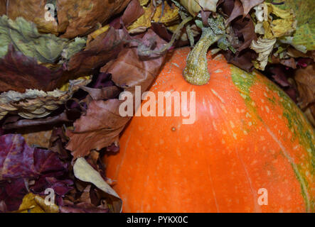 Autumn harvest in varie composizioni. Arancione zucca e foglie di autunno. Foto Stock