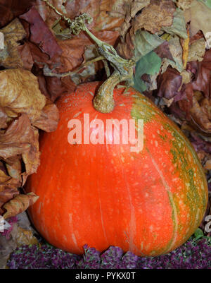 Autumn harvest in varie composizioni. Arancione zucca e foglie di autunno. Foto Stock