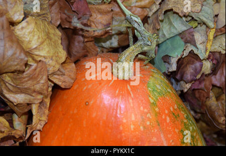 Autumn harvest in varie composizioni. Arancione zucca e foglie di autunno. Foto Stock