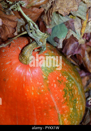 Autumn harvest in varie composizioni. Arancione zucca e foglie di autunno. Foto Stock