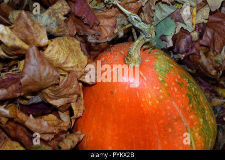 Autumn harvest in varie composizioni. Arancione zucca e foglie di autunno. Foto Stock