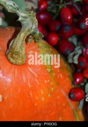 Autumn harvest in varie composizioni. Arancione zucca, rosa canina frutti e foglie di autunno. Foto Stock