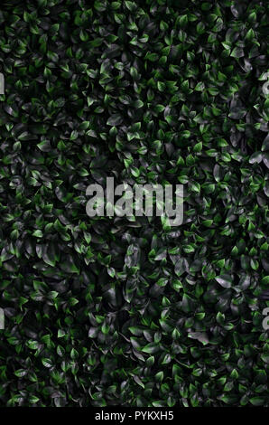 Green ivy cresce lungo la parete. Texture di densi canneti del vitigno selvatico Foto Stock