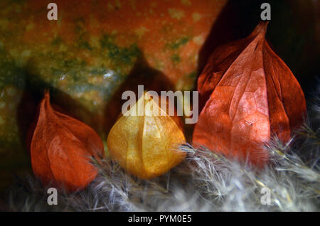 Autumn harvest - physalis e fiori di zucca arancione. Foto Stock