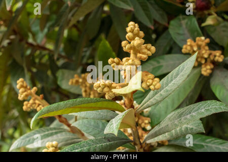 Eriobotrya japonica, frutto di Loquat che entra in fiore, Spagna Foto Stock