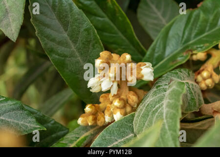 Eriobotrya japonica, frutto di Loquat che entra in fiore, Spagna Foto Stock