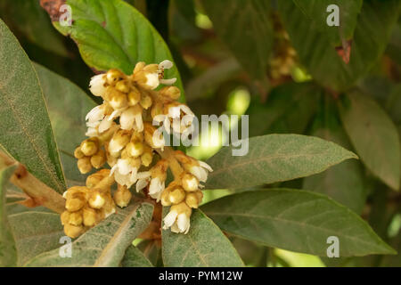 Eriobotrya japonica, frutto di Loquat che entra in fiore, Spagna Foto Stock