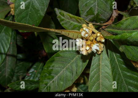 Eriobotrya japonica, frutto di Loquat che entra in fiore, Spagna Foto Stock