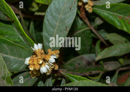 Eriobotrya japonica, frutto di Loquat che entra in fiore, Spagna Foto Stock