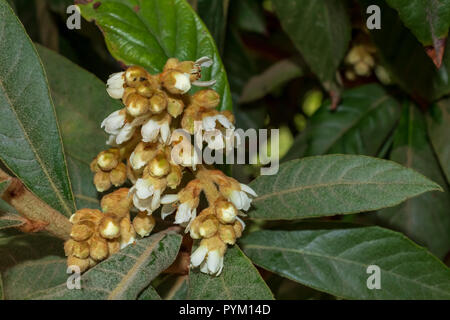 Eriobotrya japonica, frutto di Loquat che entra in fiore, Spagna Foto Stock