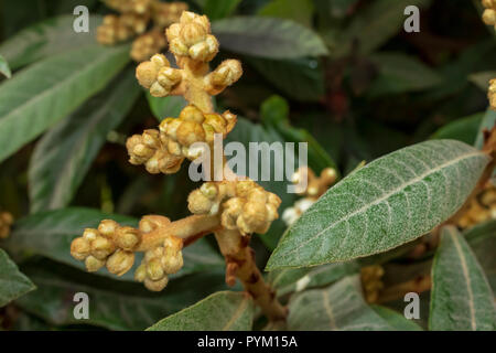 Eriobotrya japonica, frutto di Loquat che entra in fiore, Spagna Foto Stock