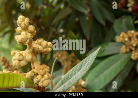 Eriobotrya japonica, frutto di Loquat che entra in fiore, Spagna Foto Stock