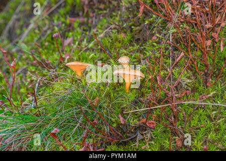 Chanterelle (Hygrophoropsis aurantiaca) che cresce su un letto di Star Moss. Long Mynd Shropshire REGNO UNITO Ottobre 2018. Foto Stock