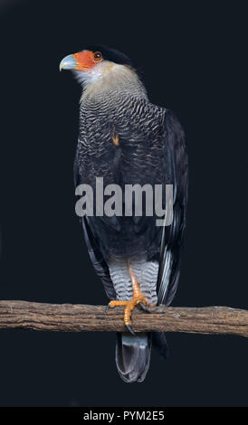 Crestato meridionale Caracara (caracara plancus) Foto Stock