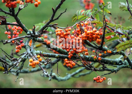 Filiale di Rowan Sorbus "Brilliant Yellow" Foto Stock