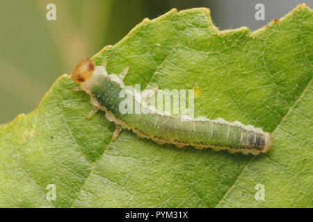 Vista dorsale di Sawfly larva (Nematinus luteus) sulla foglia di ontano. Tipperary, Irlanda Foto Stock
