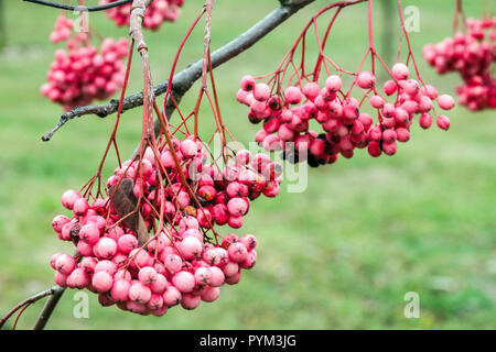 Albero di Rowan, Sorbus 'Rose Elegance', bacche rosa Foto Stock