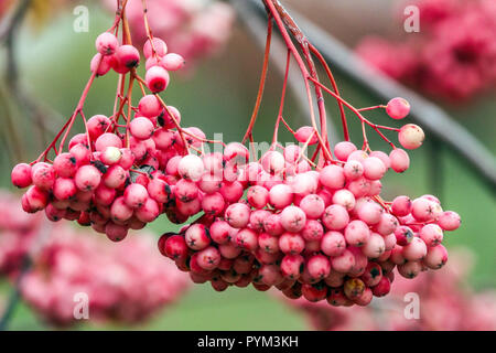 Frutti di bosco Rowan autunno, Sorbus 'Rose Elegance', frutti di bosco rosa su ramo di bel colore Foto Stock
