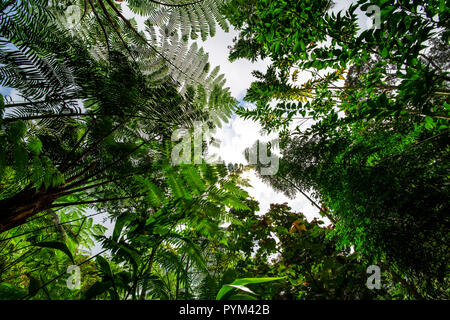 Profondo e compact rain forest, foresta primitiva invariato o modificati da umani in Malaysia Foto Stock