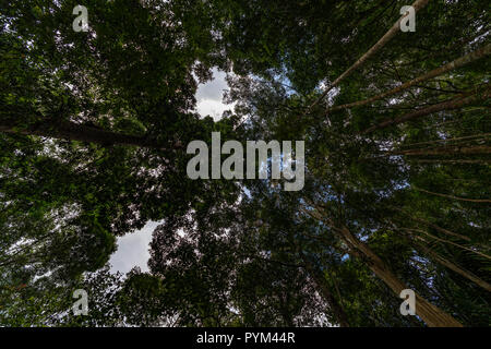 Profondo e compact rain forest, foresta primitiva invariato o modificati da umani in Malaysia Foto Stock