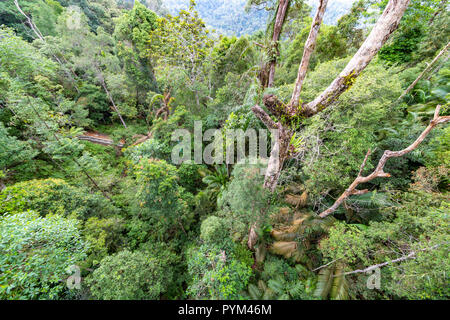 Canp[y vista, profonda e compact rain forest, foresta primitiva invariato o modificati da umani in Malaysia Foto Stock