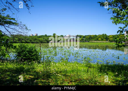 Shinobazu pond e Benten Hall tempio di Ueno, Tokyo, Giappone Foto Stock