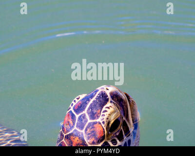 Off-center view di una tartaruga verde Chelonia Mydas affioramento per aria - Matanzas Fiume Florida Foto Stock