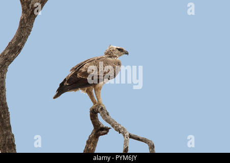 Aquila marziale Polemaetus bellicosus Parco Nazionale Kruger, Provincia del Nord, Sud Africa 18 agosto 2018 immaturo Accipitridae Foto Stock