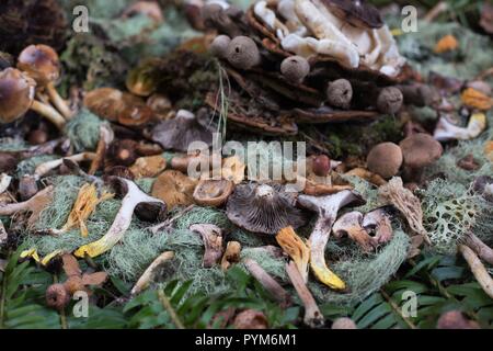 Un patrimonio artistico di disposizione di funghi, alla Sagra del fungo in Eugene, OR, Stati Uniti d'America. Foto Stock