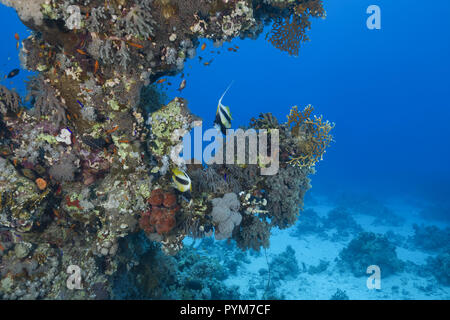 Il paesaggio subacqueo con la splendida barriera corallina e coppia Red Sea Bannerfish, Heniochus intermedius Foto Stock