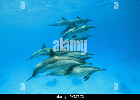 Un pod di Spinner il Delfino Stenella longirostris, nuotare nelle acque blu sotto la superficie Foto Stock