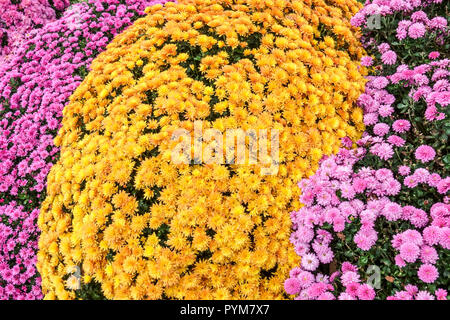 Crisantemo, fiori d'autunno in giardino, contrasto e letto colorato delle mamme Foto Stock