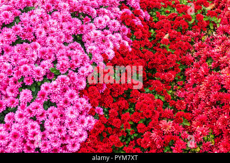 Crisantemo, Autunno fiori nel giardino, contrasto e letto colorato Foto Stock