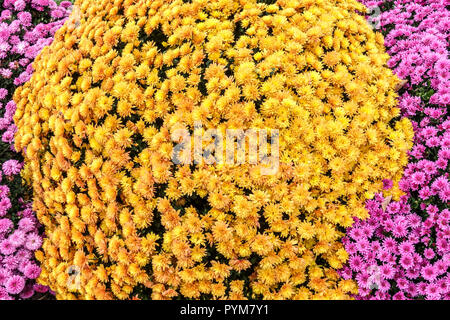 Fiori d'arancio Autunno Chrysantheum in giardino, contrasto e letto colorato Foto Stock